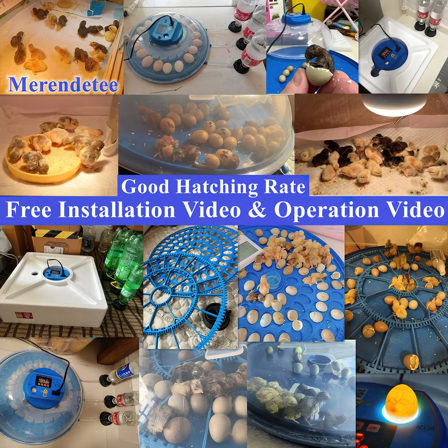 Egg Incubator 26 To 52 Eggs With Automatic Water Adding