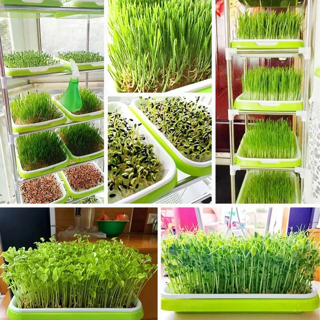 Choice Microgreens Sprouter Tray 2 Layer Hydroponic Sprouting System
